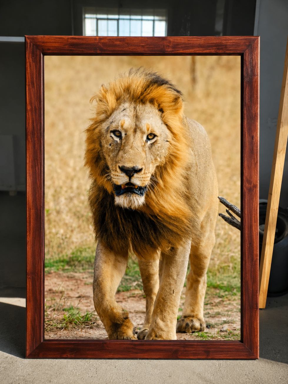Framed lion wildlife print