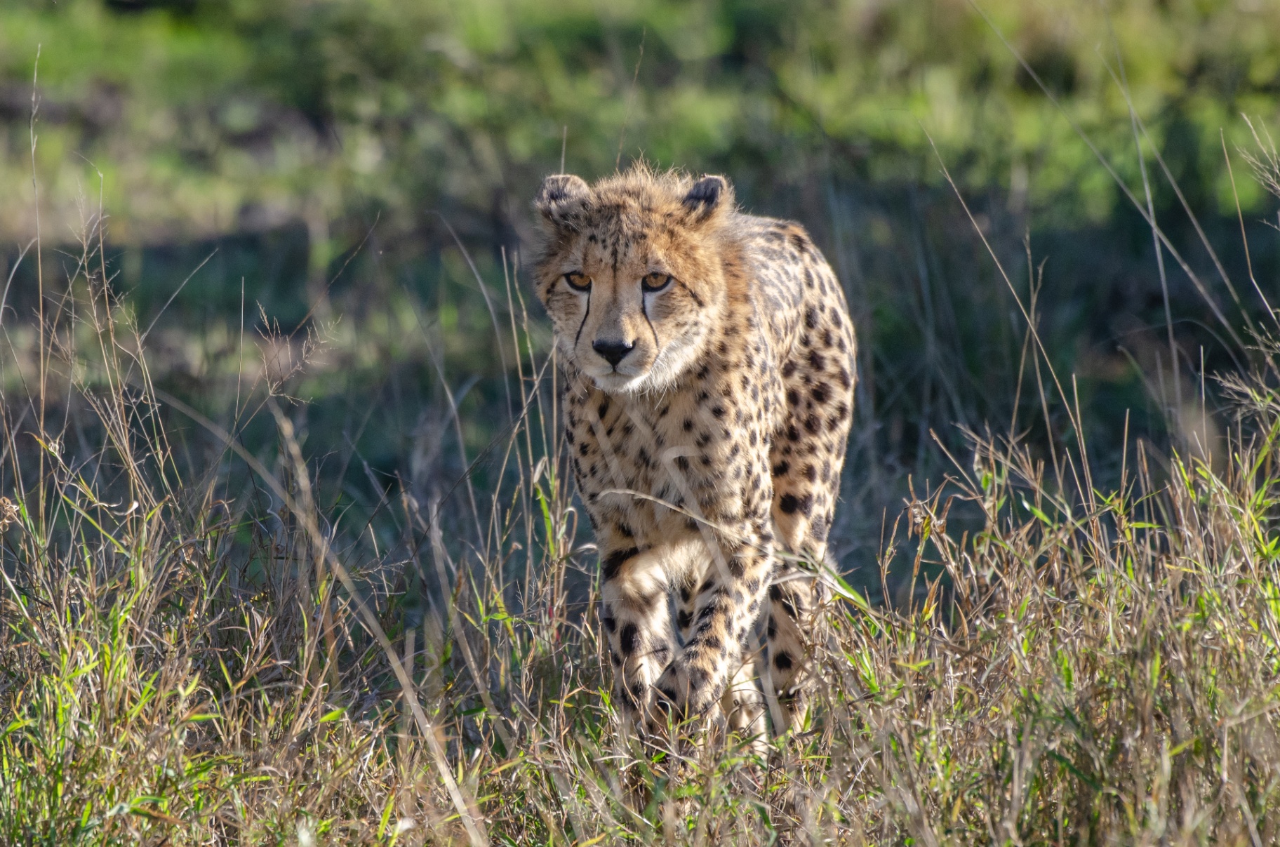 Cheetah walking through grass in Kruger National Park