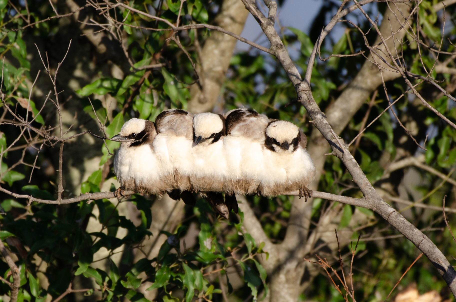 Three birds huddled together on a tree branch