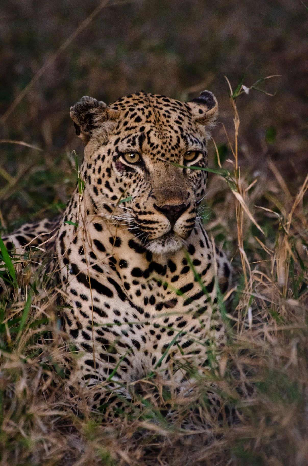 Leopard resting in grass at dusk