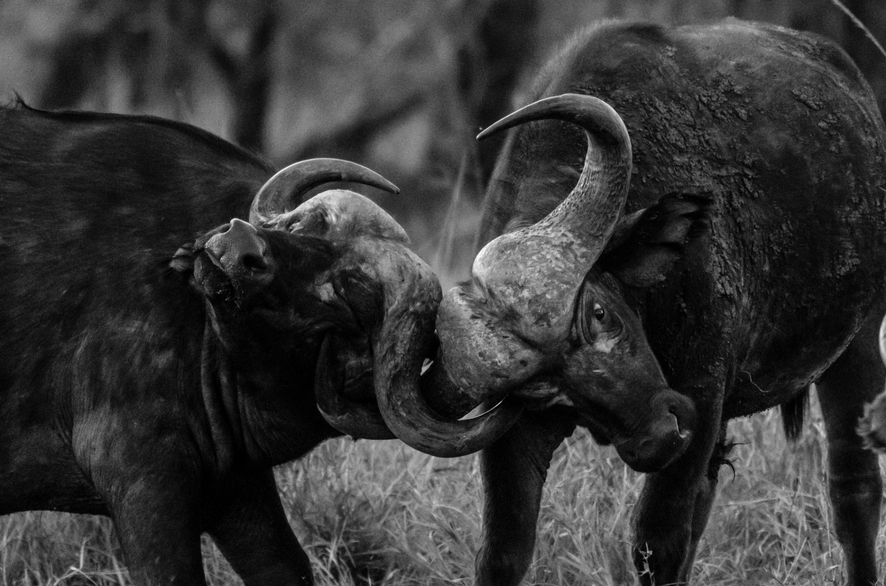 Black and white buffalo horn clash wildlife photograph