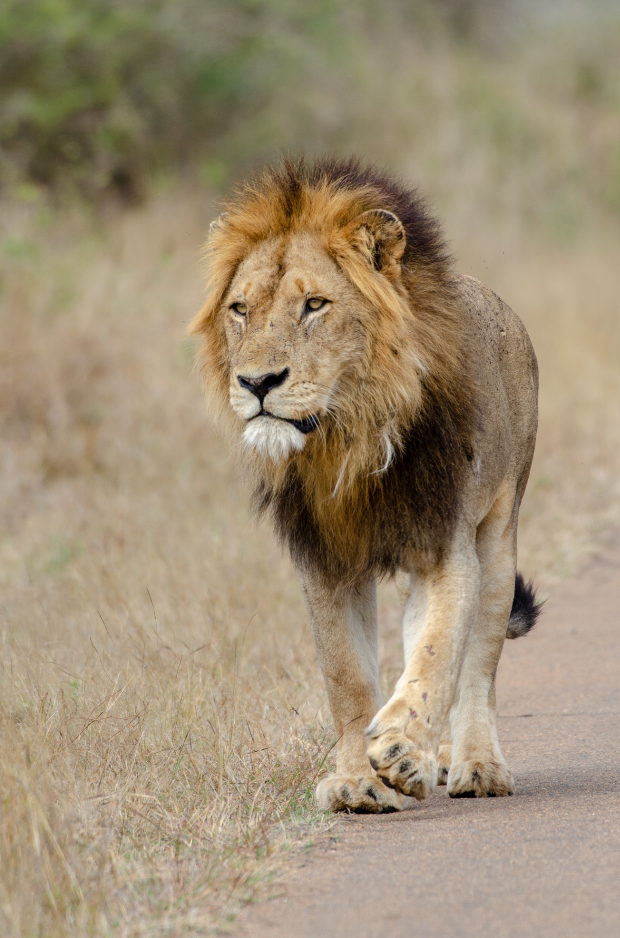 Male lion walking along a bush road