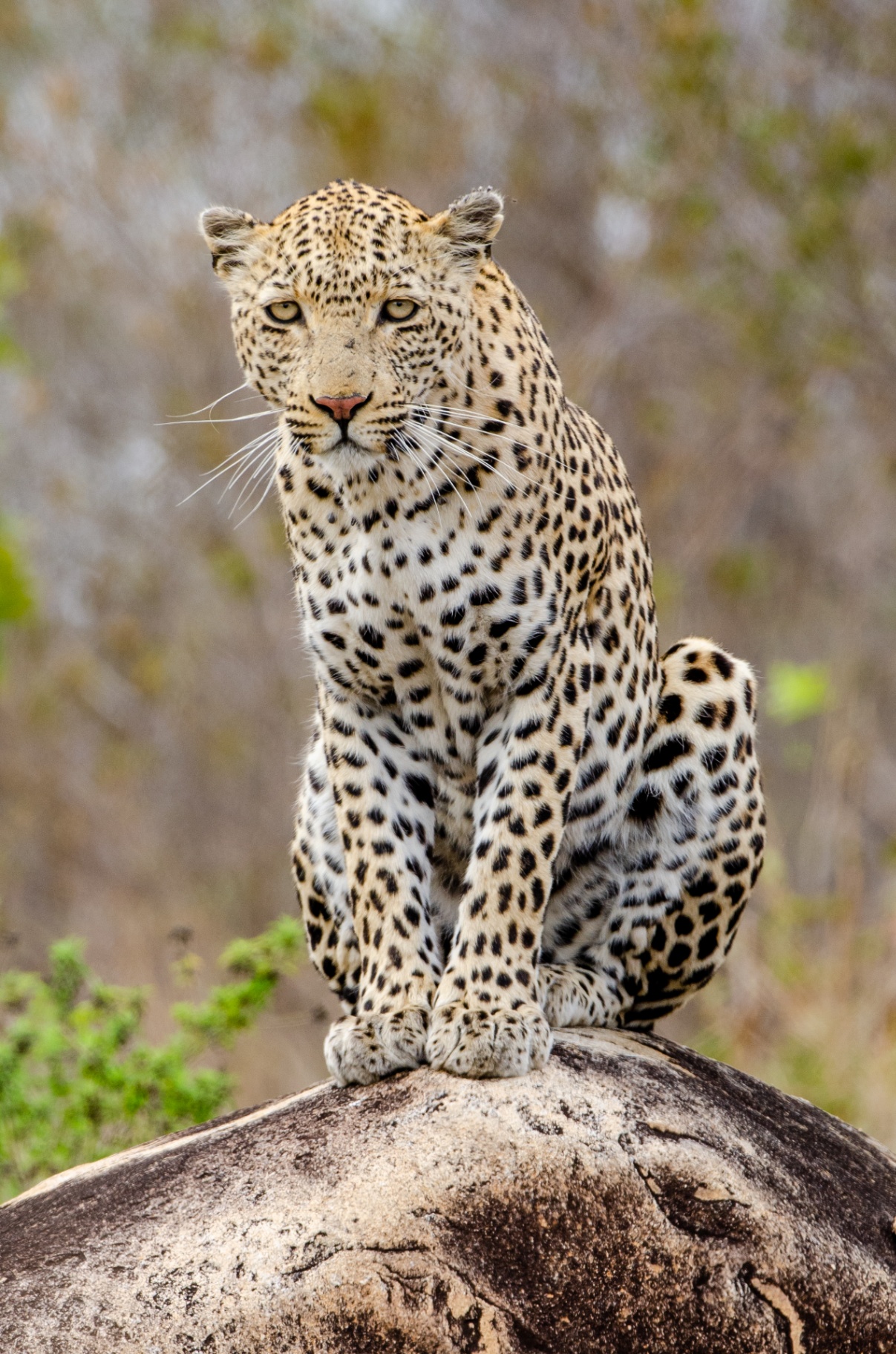 Leopard perched on a rock in the wild